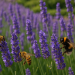 Lavendel und Bienen: Eine nützliche Partnerschaft?